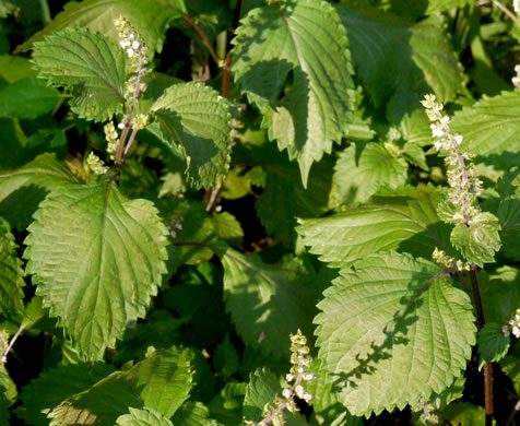 image of Perilla frutescens, Beefsteak-plant, Perilla