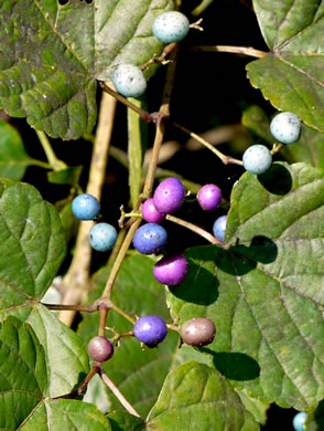 image of Ampelopsis glandulosa, Porcelain-berry, Amur Peppervine