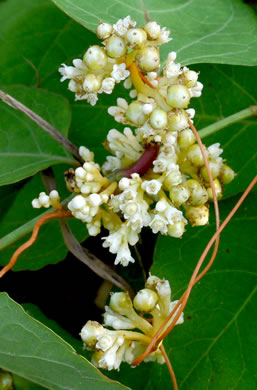 image of Cuscuta compacta, Compact Dodder