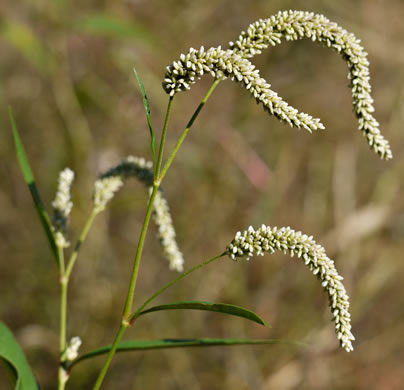 image of Persicaria lapathifolia, Dockleaf Smartweed, Willow-weed, Pale Smartweed