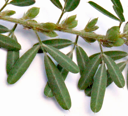 image of Lespedeza cuneata, Sericea Lespedeza, Chinese Lespedeza, Sericea