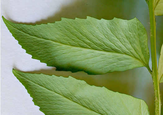 image of Cyrtomium falcatum, Japanese Holly-fern, Asian Net-veined Holly Fern