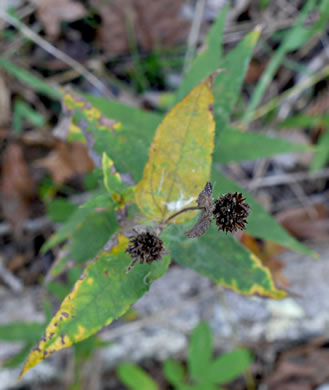 image of Helianthus hirsutus, Hairy Sunflower, Rough Sunflower