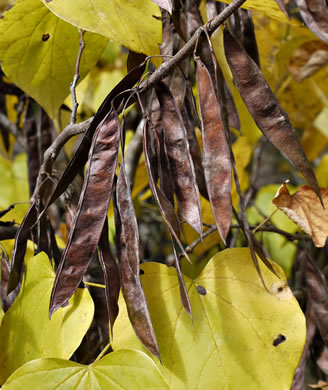 image of Cercis canadensis var. canadensis, Eastern Redbud, Judas Tree