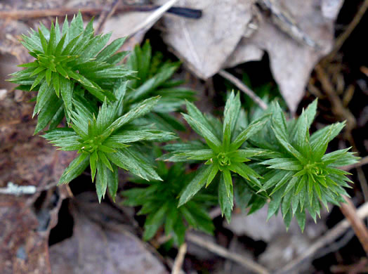 image of Huperzia lucidula, Shining Clubmoss, Shining Firmoss