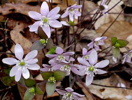 image of Hepatica acutiloba, Sharp-lobed Hepatica, Sharp-lobed Liverleaf