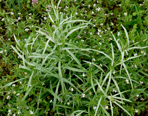 image of Cyanus segetum, Bachelor's Buttons, Cornflower