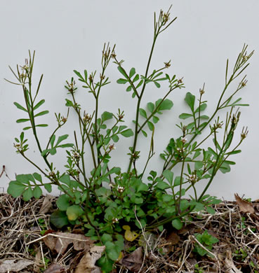 image of Cardamine hirsuta, Hairy Bittercress