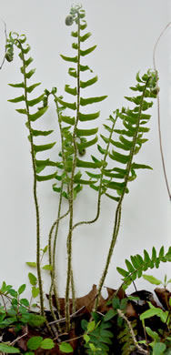 image of Polystichum acrostichoides, Christmas Fern