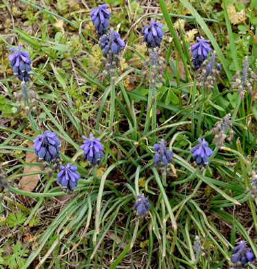 image of Muscari neglectum, Starch Grape-hyacinth, Blue Bottles