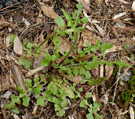 image of Youngia japonica, Asiatic Hawksbeard, Youngia, Japanese Crepis, Oriental False Hawksbeard