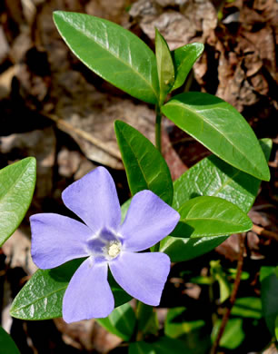 image of Vinca minor, Common Periwinkle, Myrtle Vinca