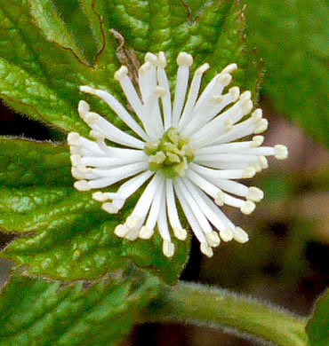 image of Hydrastis canadensis, Goldenseal