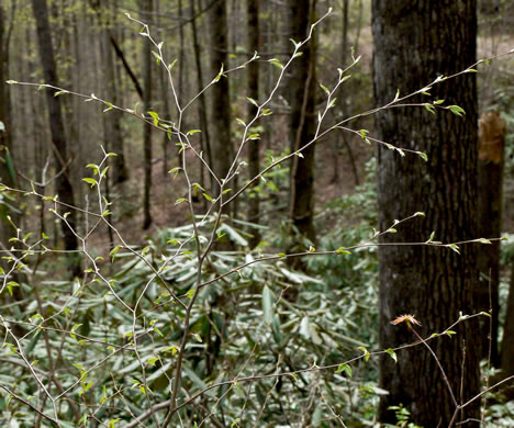 image of Betula lenta var. lenta, Sweet Birch, Cherry Birch, Black Birch, "Mahogany"