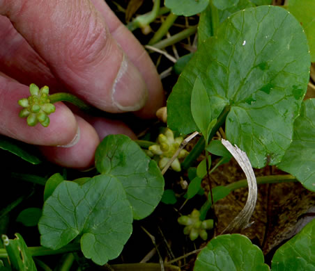 image of Ficaria verna ssp. verna, Fig Buttercup, Lesser Celandine, Pilewort