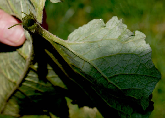 image of Arctium minus, Lesser Burdock, Common Burdock