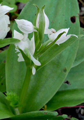 image of Galearis spectabilis, Showy Orchis