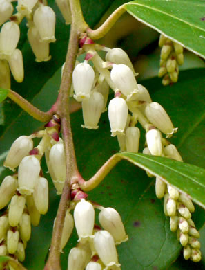 image of Leucothoe fontanesiana, Mountain Doghobble, Highland Doghobble, Switch-ivy