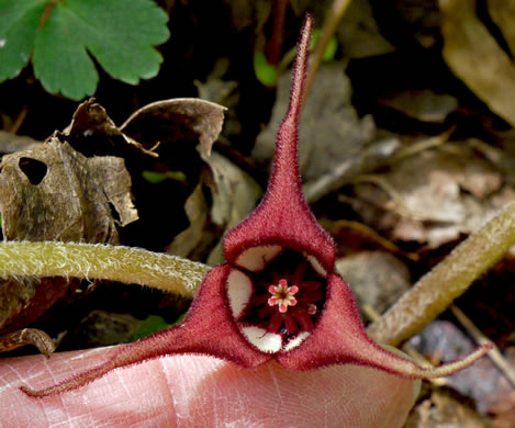 image of Asarum acuminatum, Acuminate Wild Ginger