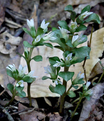 image of Obolaria virginica, Pennywort, Virginia Pennywort