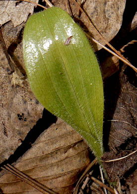 image of Cypripedium acaule, Pink Lady's Slipper, Mocassin Flower