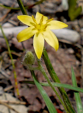 image of Hypoxis hirsuta, Yellow Stargrass, Hairy Yellow Stargrass, Common Stargrass, Upland Stargrass