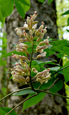 Aesculus flava, Yellow Buckeye