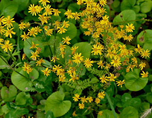 image of Packera aurea, Golden Ragwort, Heartleaf Ragwort, Golden Groundsel