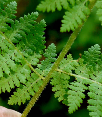 image of Sitobolium punctilobulum, Hay-scented Fern, Pasture Fern, Boulder Fern