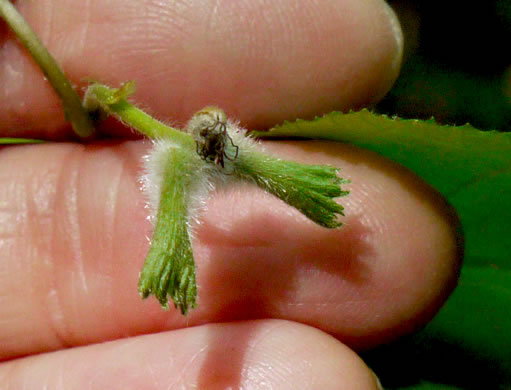 image of Corylus cornuta var. cornuta, Beaked Hazelnut