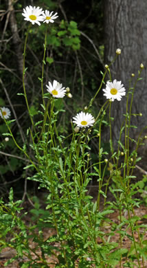 image of Leucanthemum vulgare, Oxeye Daisy, Common Daisy