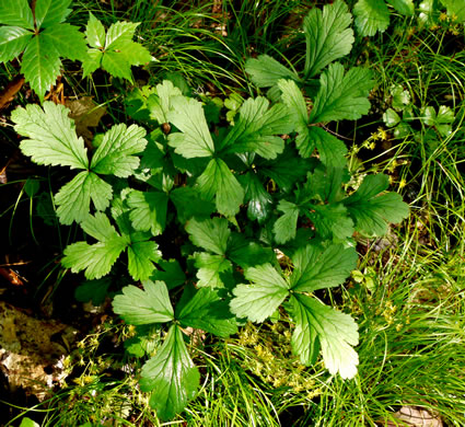 image of Waldsteinia doniana, Southern Barren Stawberry