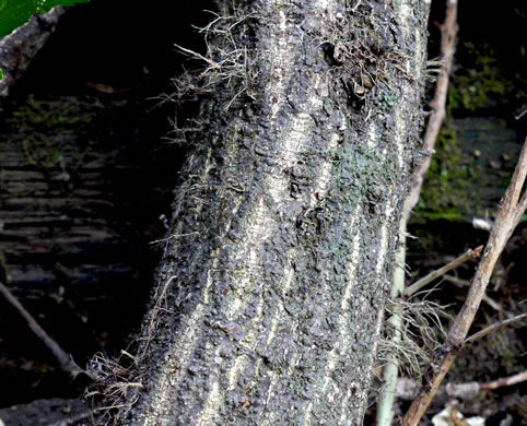 image of Euonymus fortunei, Wintercreeper, Climbing Euonymus, Chinese Spindle-tree