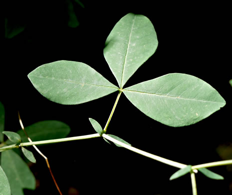 Thermopsis fraxinifolia, Ashleaf Golden-banner