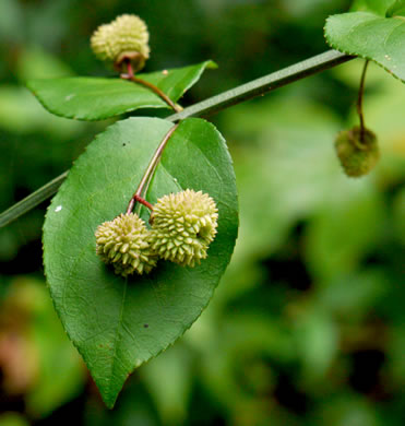 image of Euonymus americanus, Hearts-a-bustin', Strawberry-bush