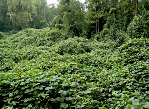 Pueraria montana var. lobata, Kudzu