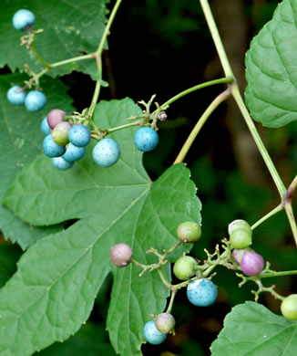 image of Ampelopsis glandulosa, Porcelain-berry, Amur Peppervine