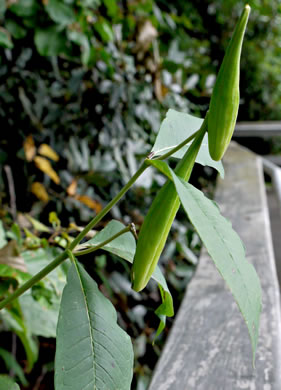 image of Asclepias exaltata, Poke Milkweed, Tall Milkweed