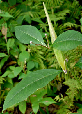 image of Asclepias exaltata, Poke Milkweed, Tall Milkweed