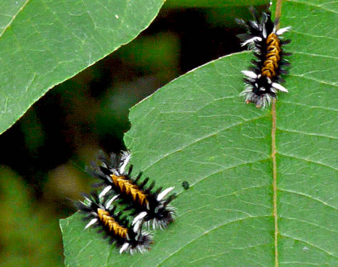 image of Asclepias exaltata, Poke Milkweed, Tall Milkweed