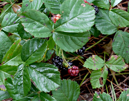 image of Rubus hispidus, Swamp Dewberry, Bristly Dewberry