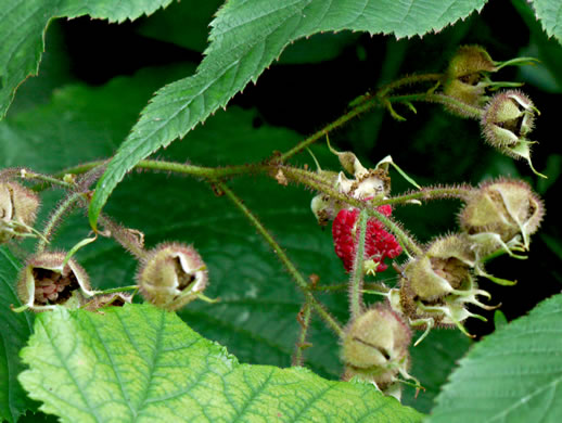 image of Rubacer odoratum, Purple Flowering-raspberry, Thimbleberry, Eastern Mapleleaf-raspberry