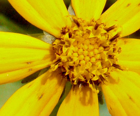 image of Coreopsis pubescens var. pubescens, Common Hairy Coreopsis, Star Tickseed