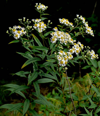 image of Doellingeria umbellata var. umbellata, Northern Tall Flat-top White Aster, Northern Tall Whitetop Aster, Northern Tall Flat-top Aster