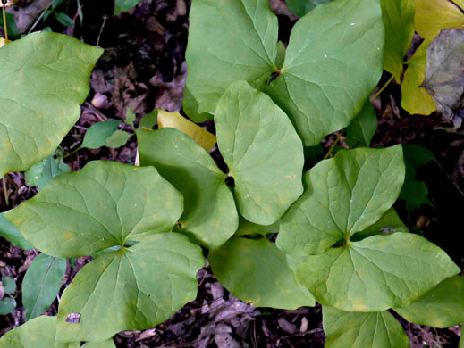 image of Jeffersonia diphylla, Twinleaf