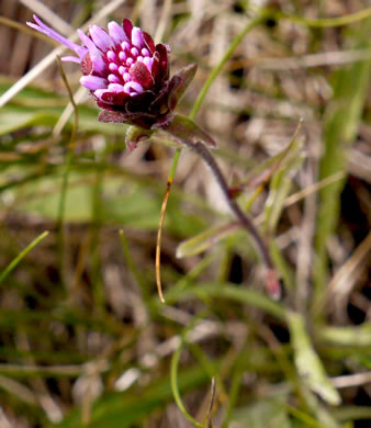 image of Liatris scariosa, Northern Blazing-star