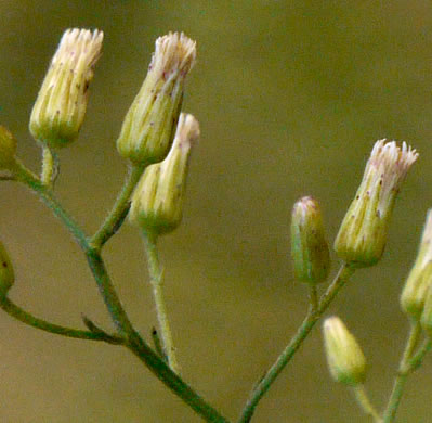 image of Erigeron pusillus, Southern Horseweed