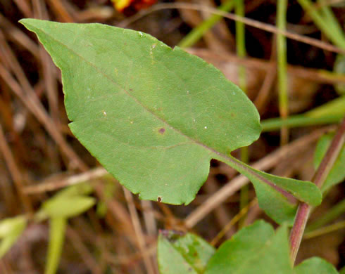 image of Symphyotrichum undulatum, Wavyleaf Aster