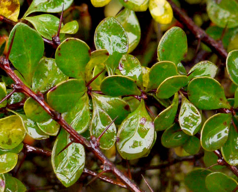 image of Berberis thunbergii, Japanese Barberry