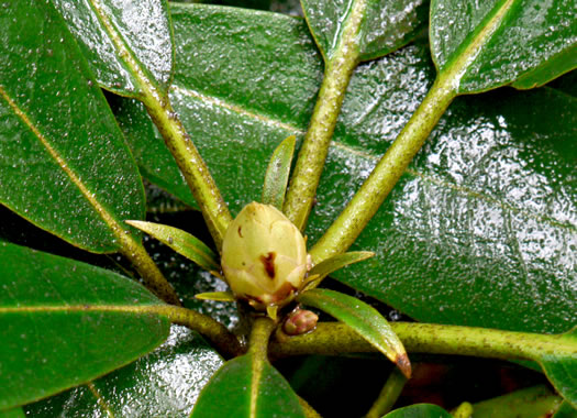 image of Rhododendron maximum, Rosebay Rhododendron, Great Laurel, White Rosebay, Great Rhododendron